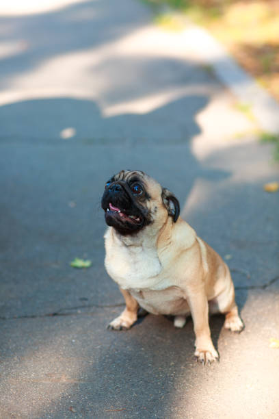 istock Pug sitting on the street happy and contented 867171148