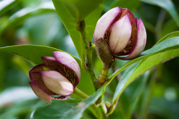 istock Port Wine Magnolia flower (magnolia figo) 867171324