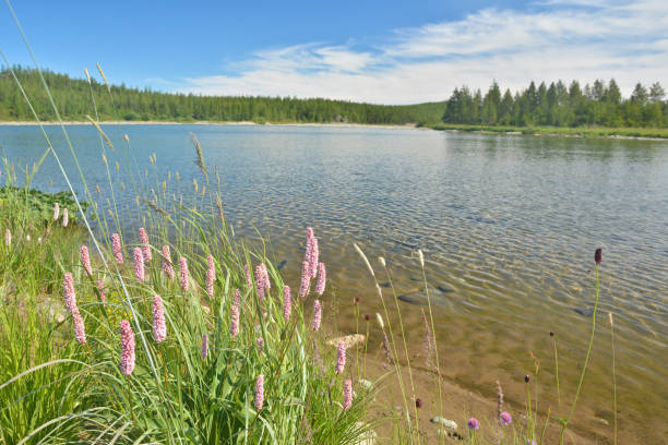 istock The Kharamatlou River in the Polar Urals. 867171600