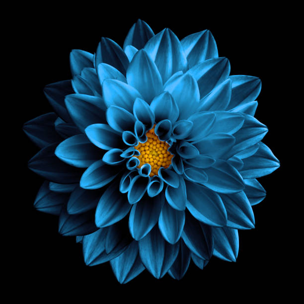 istock Surreal dark chrome sea blue flower dahlia macro isolated on black 867171978