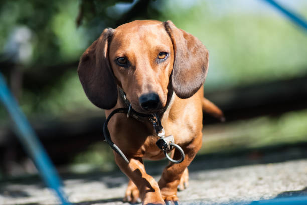 istock beautiful brown dachshund runs on a meeting host 867172310