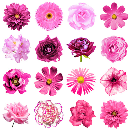 Mix collage of natural and surreal pink flowers 16 in 1: peony, dahlia, primula, aster, daisy, rose, gerbera, clove, chrysanthemum, cornflower, flax, pelargonium isolated on white