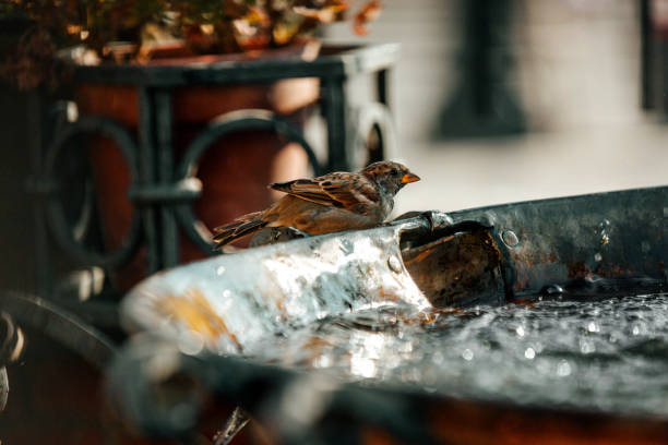 istock Little sparrow resting on fountain 867175492