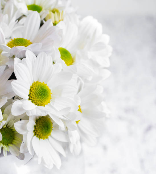 istock Macro of Beautiful Daisy Flowers Bouquet 867175752