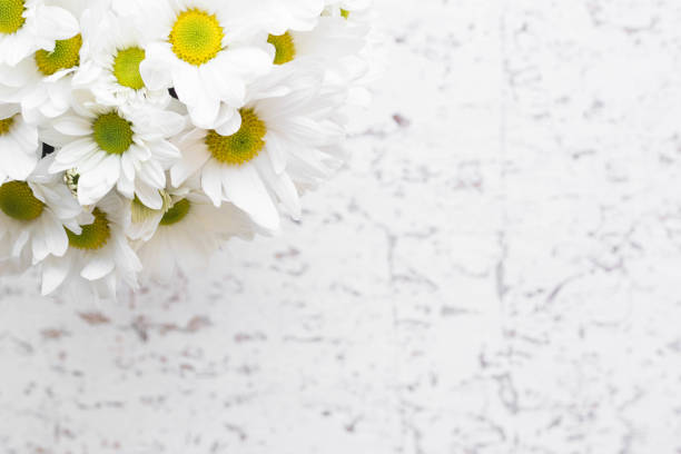 istock Macro of Beautiful Daisy Flowers Bouquet 867175758