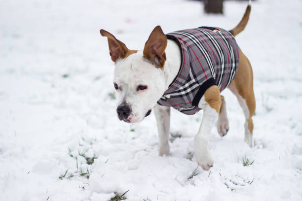 istock Cute dog playing in the snow 867175860
