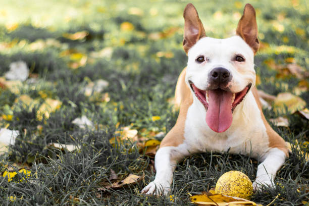 istock Autumn Wonderland 867175878
