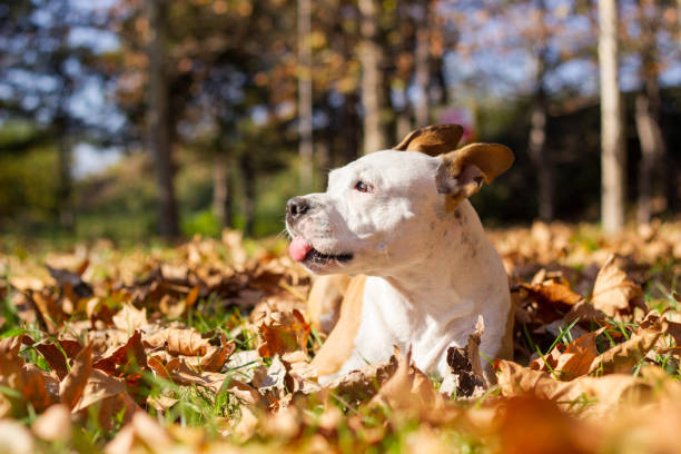 istock Autumn Wonderland 867176436