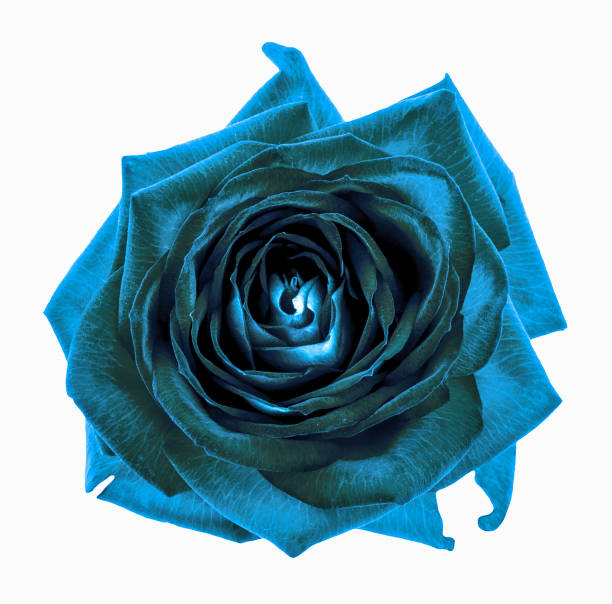 istock Surreal dark chrome cyan rose flower macro isolated on white 867178830