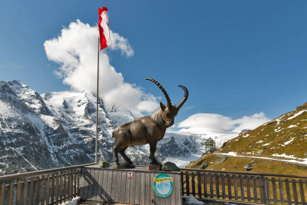 Alpine ibex statue, Austrian flag and Wilhelm Swarovski Observation Tower on Kaiser Franz Josef glacier. Grossglockner High Alpine Road in Austrian Alps.