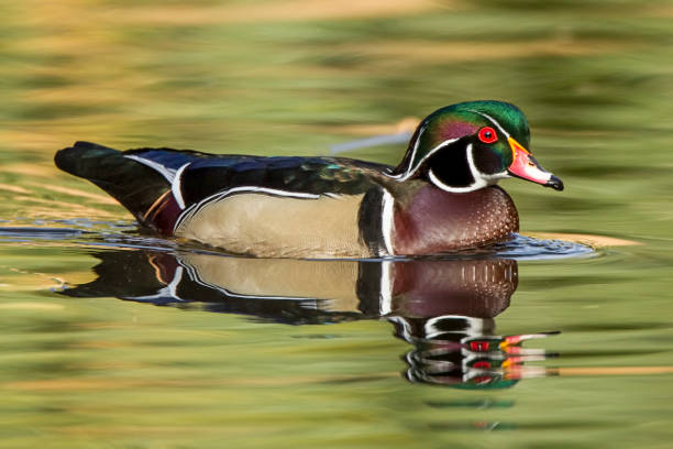 istock Colorful wood duck in pond. 867182422