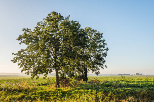 Two trees in low  early morning sunlight. The trees are growing in an agricultural landscape. It is autumn now.