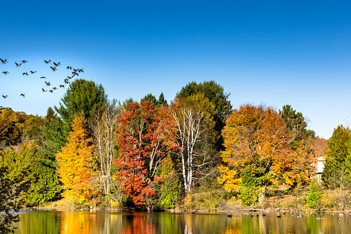 Canada geese taking off from a pond with colorfull maple trees. Fall landscape of Quebec