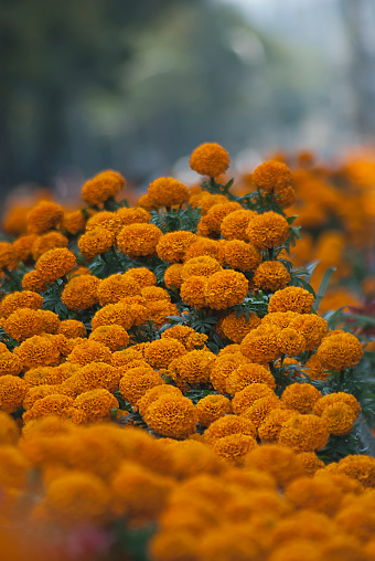 Cempazuchil Flowers Stock Photo - Download Image Now - African Marigold,  Bouquet, Day Of The Dead - iStock