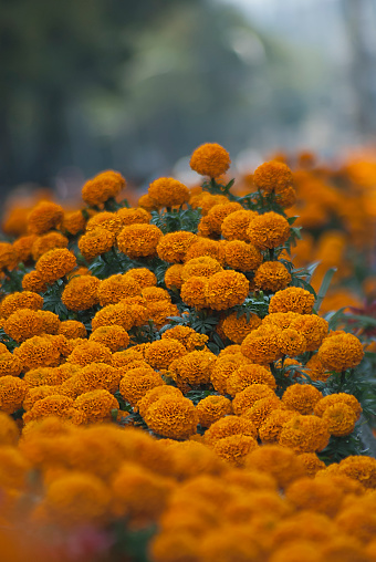 Cempazuchil Flowers Stock Photo - Download Image Now - African Marigold, Bouquet, Day Of The Dead - iStock Cempazuchil Flowers Stock Photo - Download Image Now - African Marigold, Bouquet, Day Of The Dead - iStock