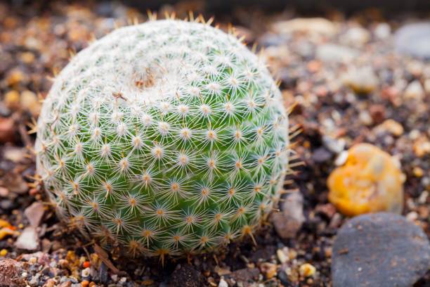 mamillaria кактус макро выстрел - mammillaria cactus стоковые фото и изображения