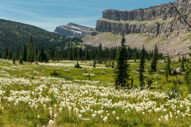 la muraille de chine et de bear grass - landscape montana wildflower flower photos et images de collection