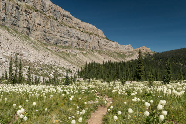 the chinese wall and bear grass - chinese wall imagens e fotografias de stock