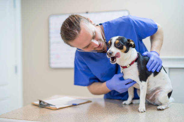 istock Doggy hospital 867197128