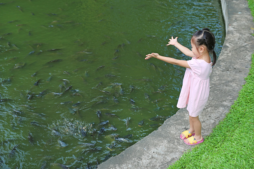 Young Koi Carp in the Garden Pond