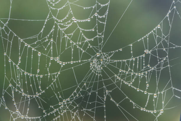 istock Wet morning cobweb in Slavkovsky Les mountains 867202528