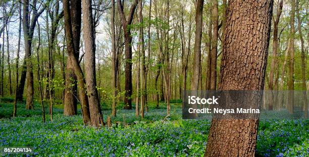 Bluebell Wood Stock Photo - Download Image Now - Illinois, Morton Arboretum, Forest