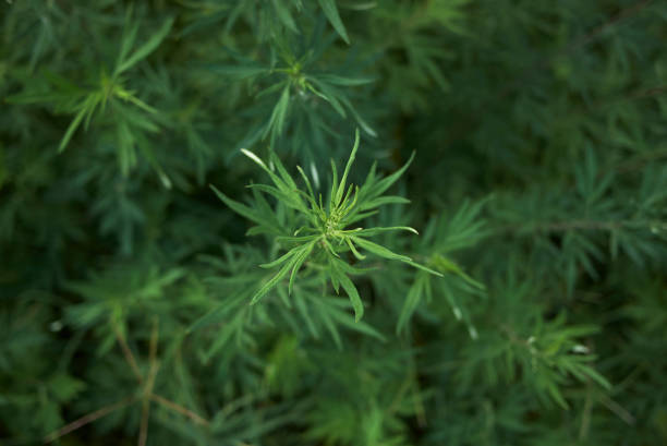 Artemisia vulgarism close up