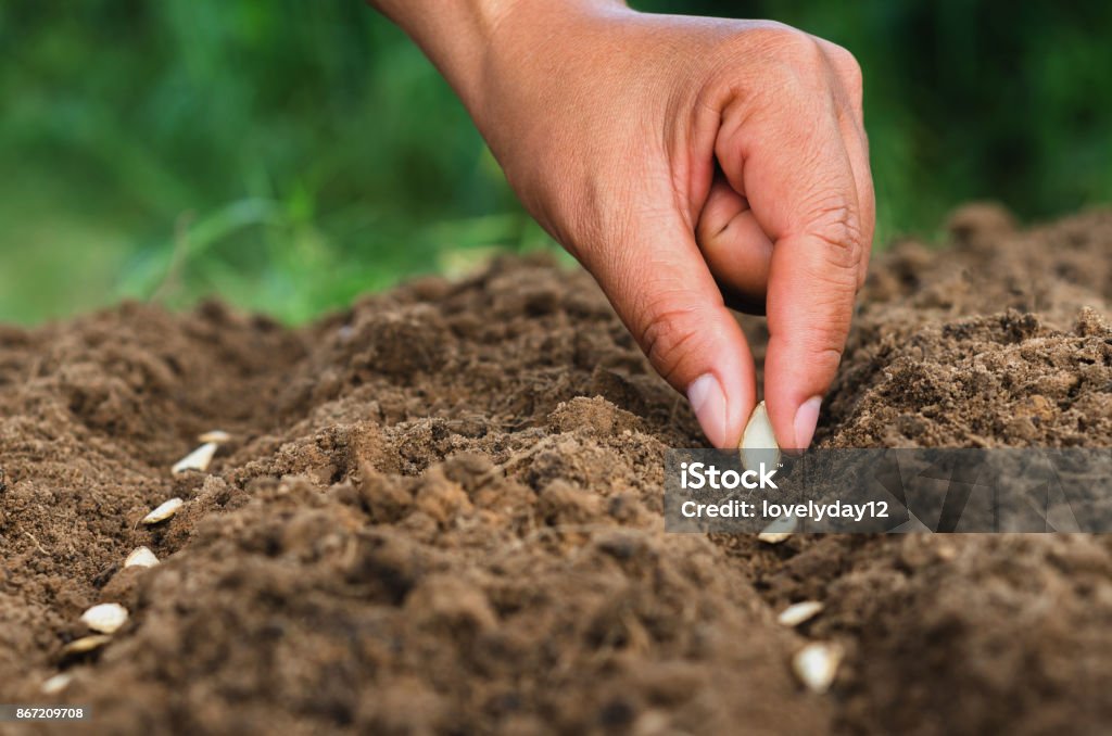 Hand, Kürbis Aussaat von Knochenmark in das Gemüse - Lizenzfrei Pflanzensamen Stock-Foto