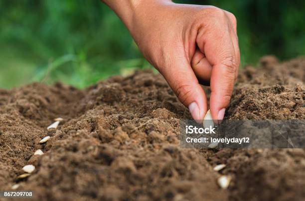 Hand Kürbis Aussaat Von Knochenmark In Das Gemüse Stockfoto und mehr Bilder von Pflanzensamen - Pflanzensamen, Pflanzen, Riesenkürbis