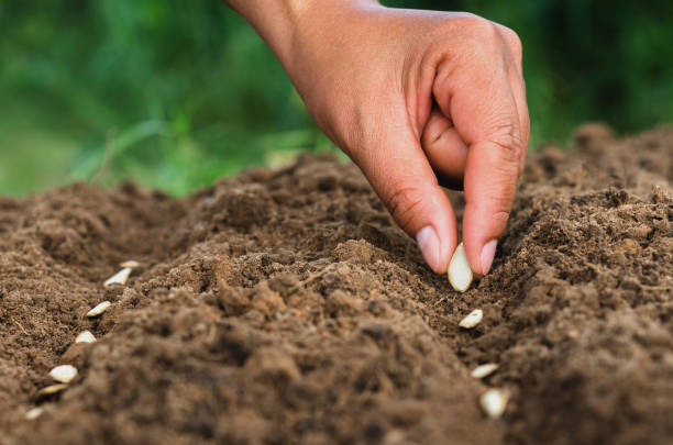 istock hand planting pumpkin seed of marrow in the vegetable 867209708