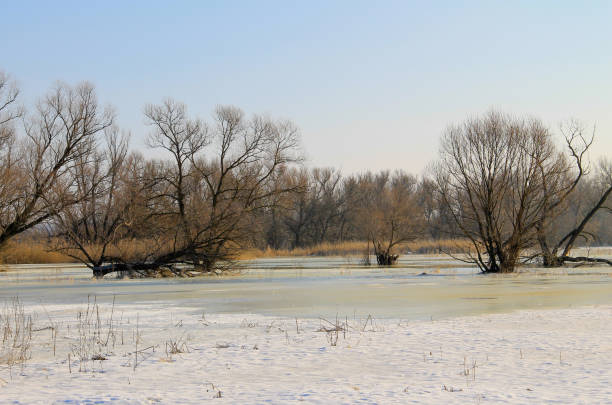 istock Winter meadow with frozen water and trees 867209914