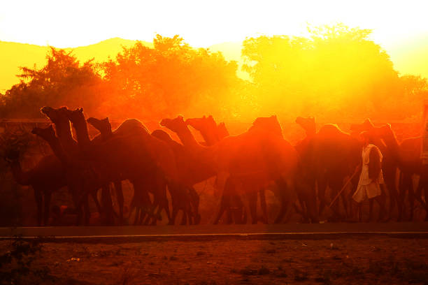 Scenic view of Pushkar camel fair also know as Puahkar mela