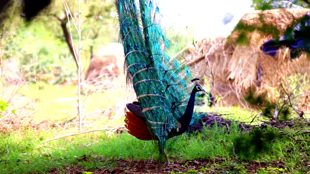 Peacock dancing outdoor in the nature.