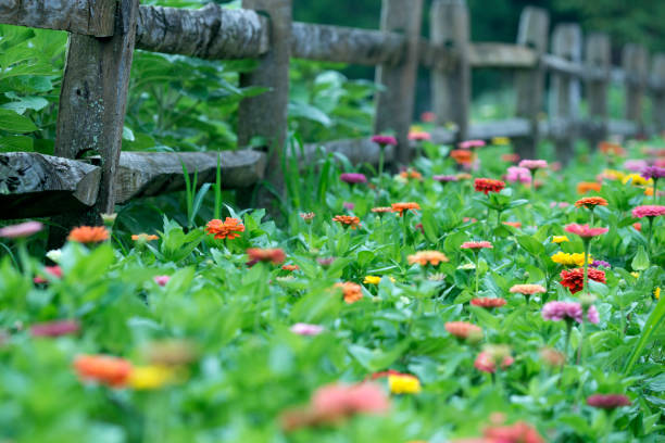 istock Blooming zinnia in Summer 867215968