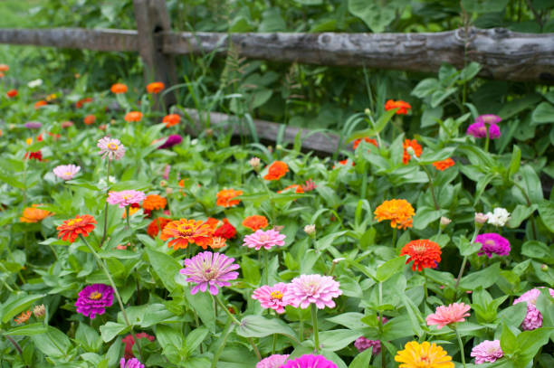 Zinnia Garden in Summer