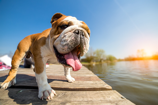 English Bulldog standing on the dock