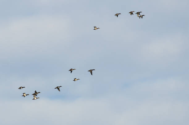 istock Flock of Ring-Necked Ducks Flying in a Blue Sky 867219270