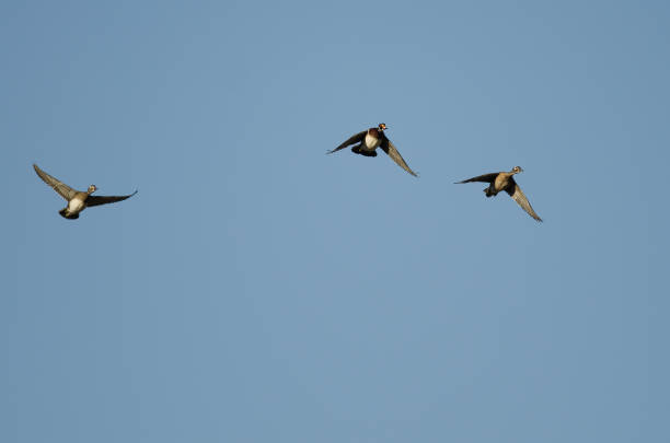 istock Wood Ducks Flying in a Blue Sky 867219288