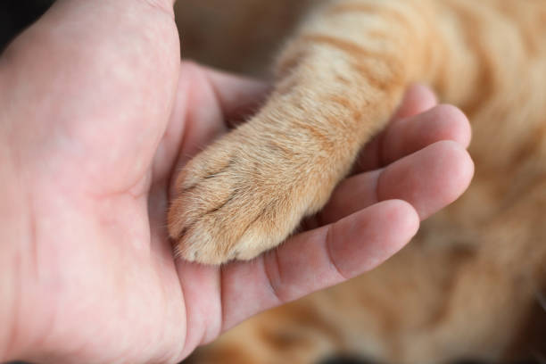 istock man hand holding leg cat for love 867222396