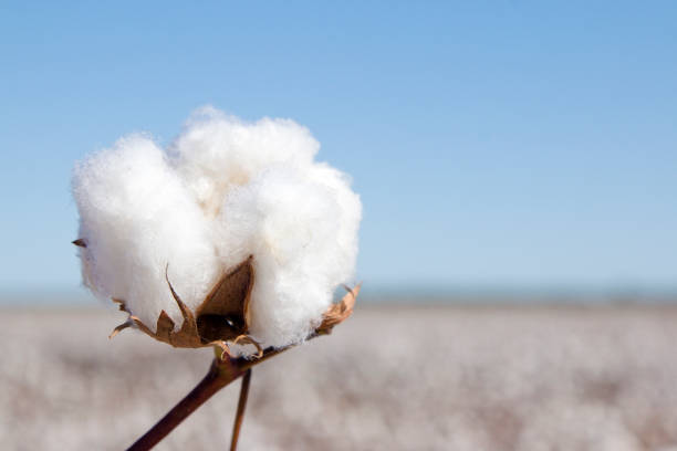 istock Field of Ripe Cotton Plants 867226082