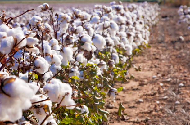 istock Field of Ripe Cotton Plants 867226190