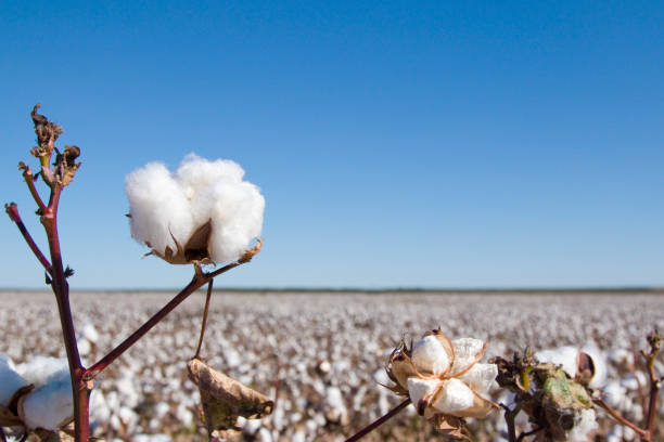 istock Field of Ripe Cotton Plants 867228300