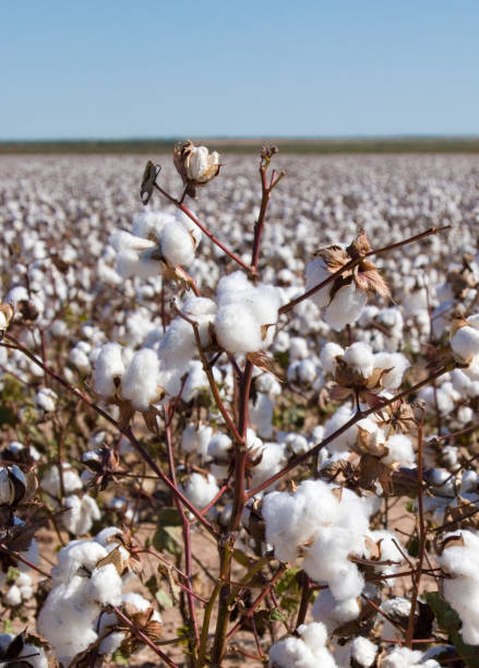 istock Field of Ripe Cotton Plants 867228372