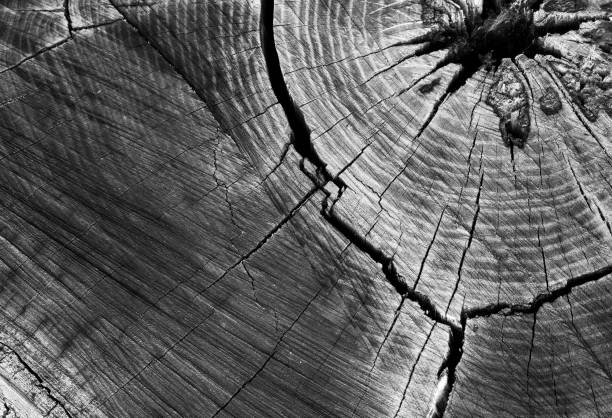 istock Stump with cracked wood.wood stump texture 867228576