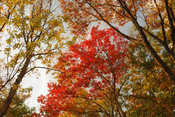 아름 다운 10 월 - tupelo tree 뉴스 사진 이미지