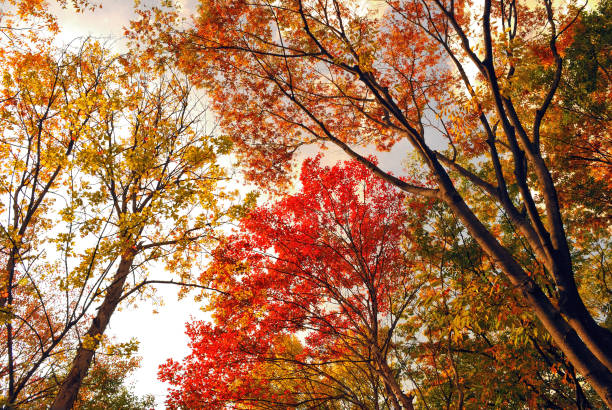 美しい 10 月 - cherry tree tree autumn multi colored ストックフォトと画像