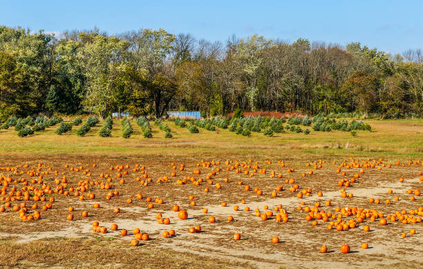 istock Harvest of pumpkins 867231196