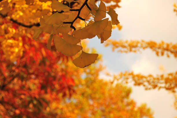 istock Beautiful in autumn 867231390