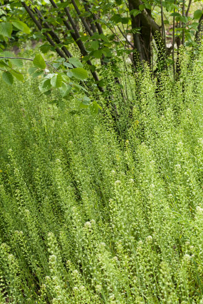 istock plants in the field 867235278