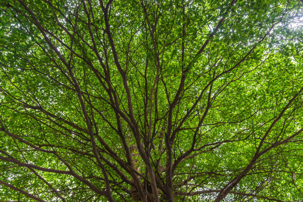 istock looking up to green leafs of a tree with multiple branches. 867235852